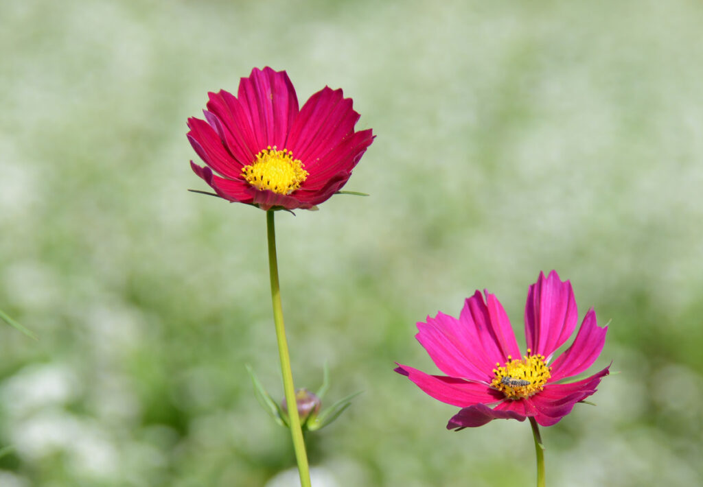 赤紫色の気高い雰囲気を持つ優美なコスモス。