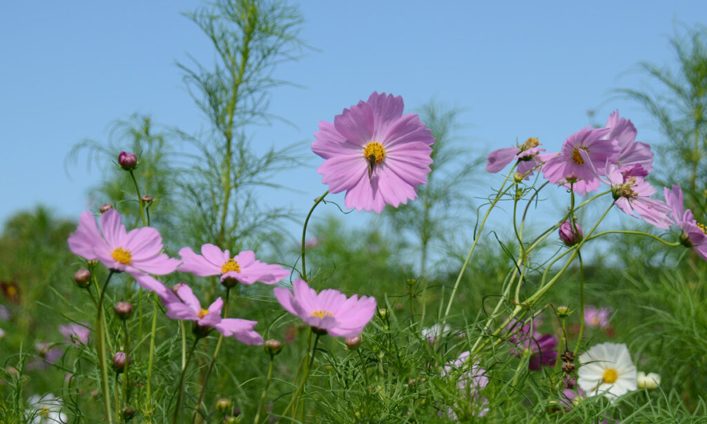 白や淡いピンクのコスモスが織りなす優雅で愛しい風景