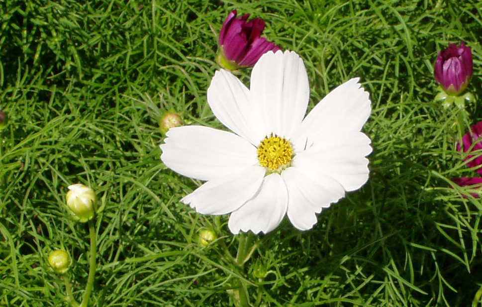 白い妖精、可憐なバレリーナのようですね。