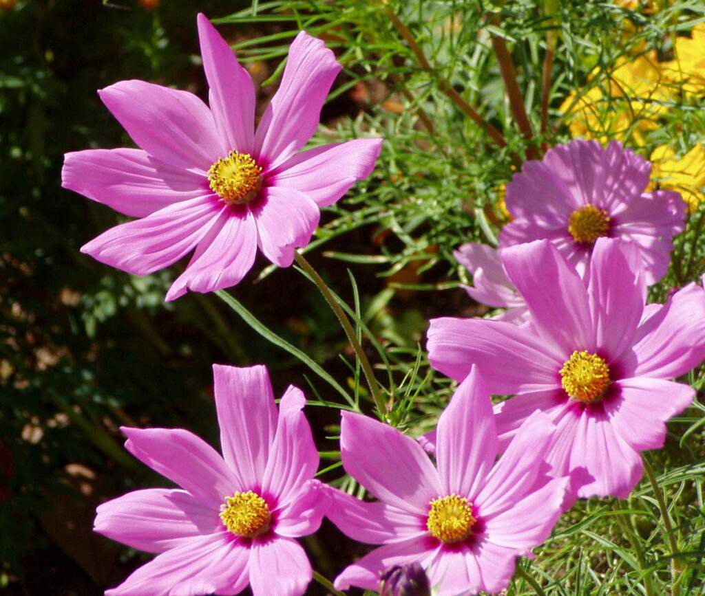 風に揺れる姿は、まるで一斉に踊り出す乙女たちのよう。