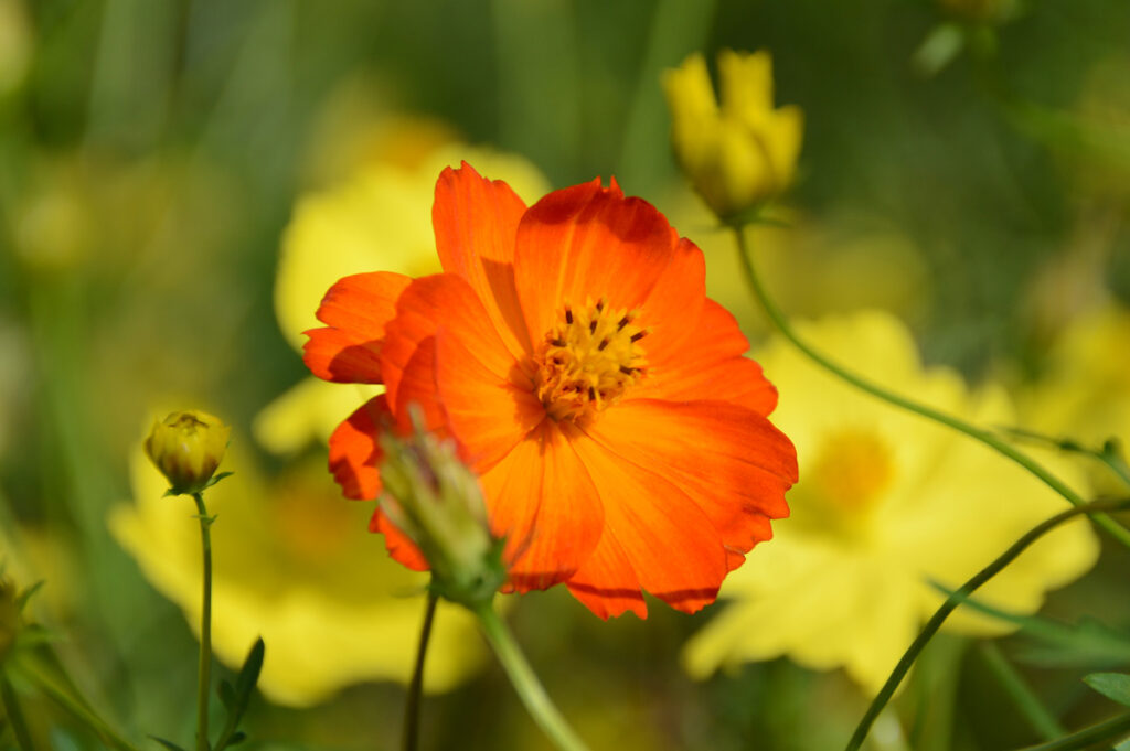 【赤紫・オレンジ色】乙女の愛情
「乙女の愛情」を持つ赤系のコスモス、「野生の美」という力強いキバナコスモス。