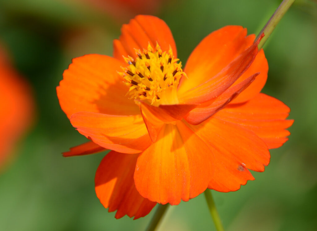 キバナコスモス：太陽の色をそのまま映したようなオレンジ色！