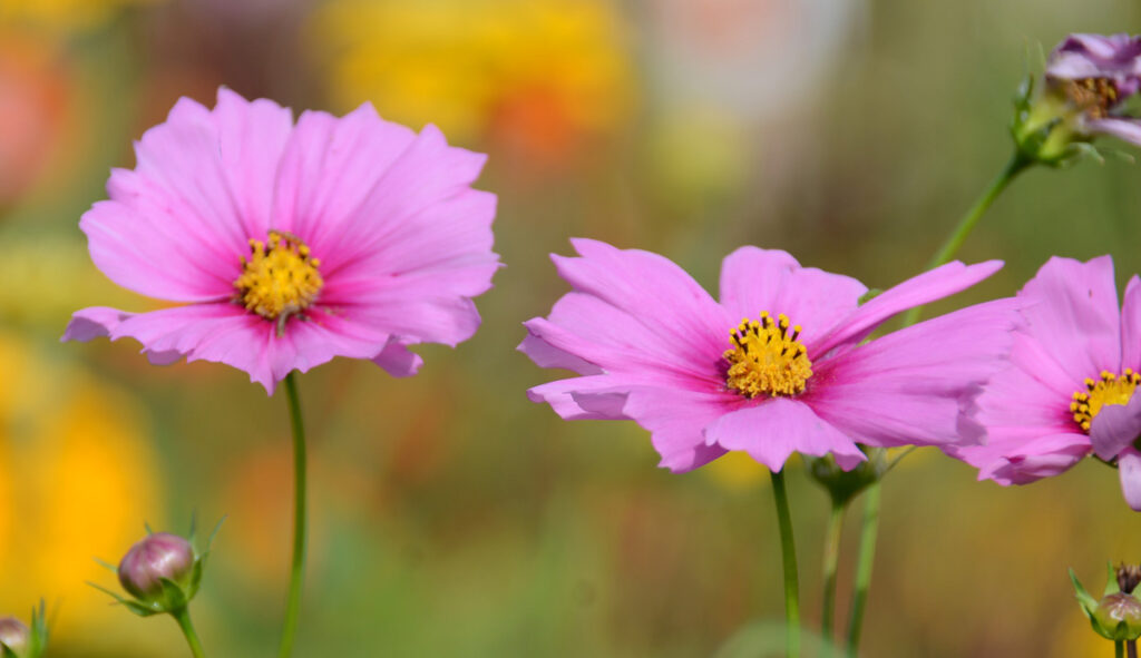 白やピンクのコスモスは、茎が細く軽やかで、少しの風にもゆらゆらと優雅に揺れ動きます。