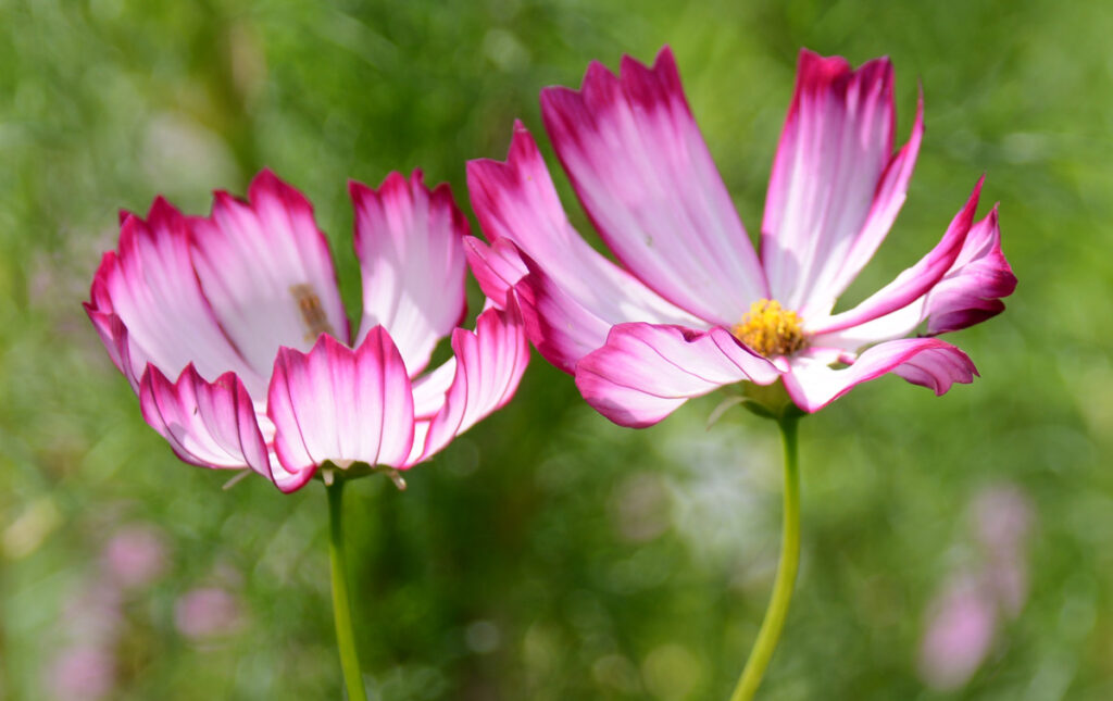 花びらのフチだけが濃いピンク。細部に宿る、自然が作り出した繊細なデザイン。光は天才デザイナーです。