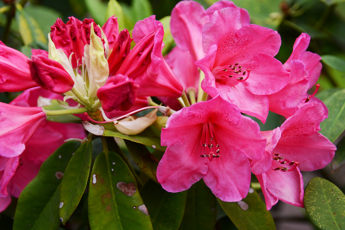 花木の女王:シャクナゲ