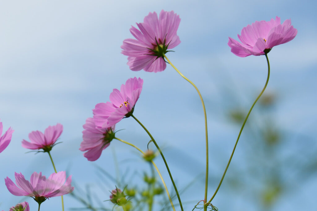淡いピンクが広がる優しい世界。そよ風に揺れ、心が解きほぐされていくような癒やしを感じます。