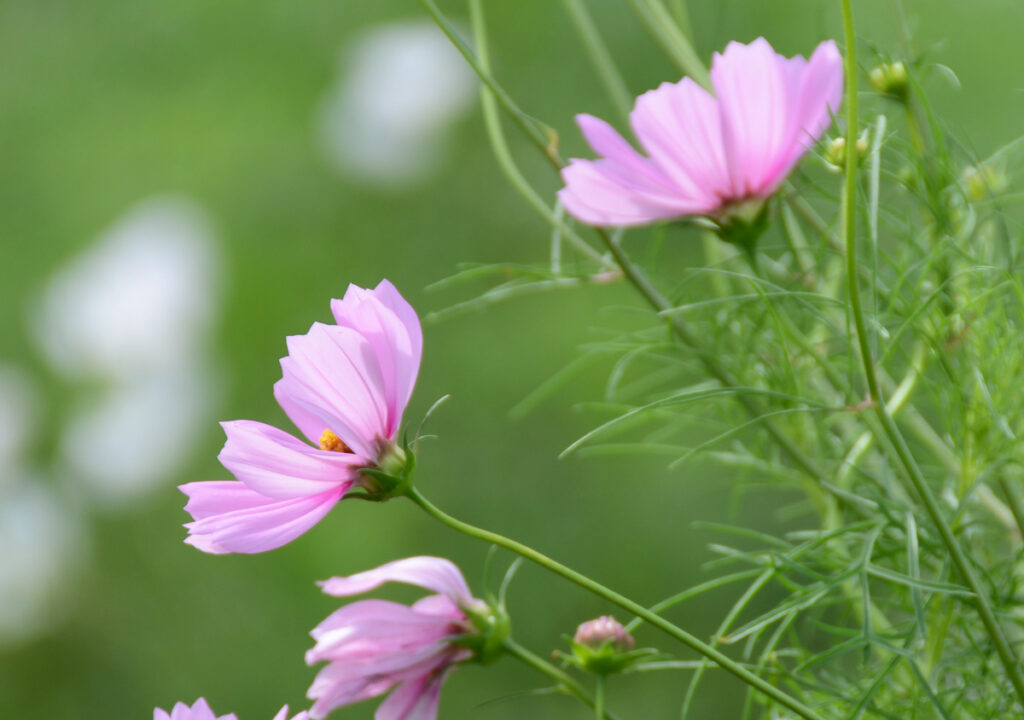「こんな小春日和の 穏やかな日は / あなたの優しさが 沁みてくる」 (山口百恵『秋桜』より)
