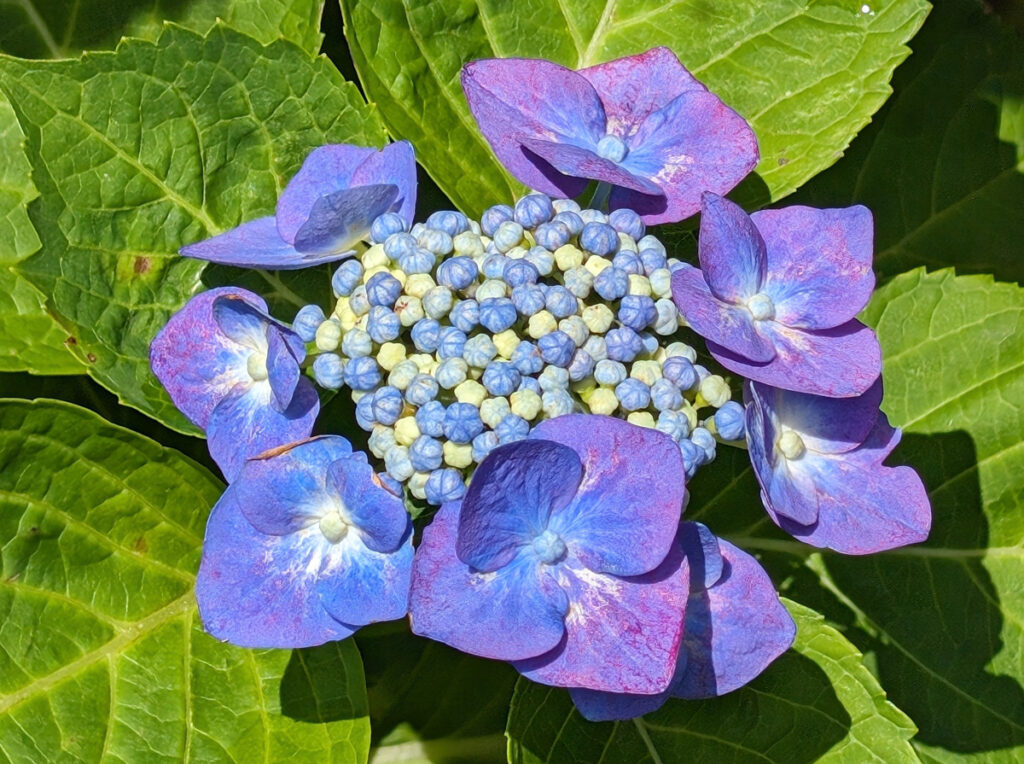 【気品の青紫】 繊細な装飾花が青紫に色づき、知性と落ち着きを感じさせるガクアジサイ。雨の雫に濡れると、一層その色が深まります。