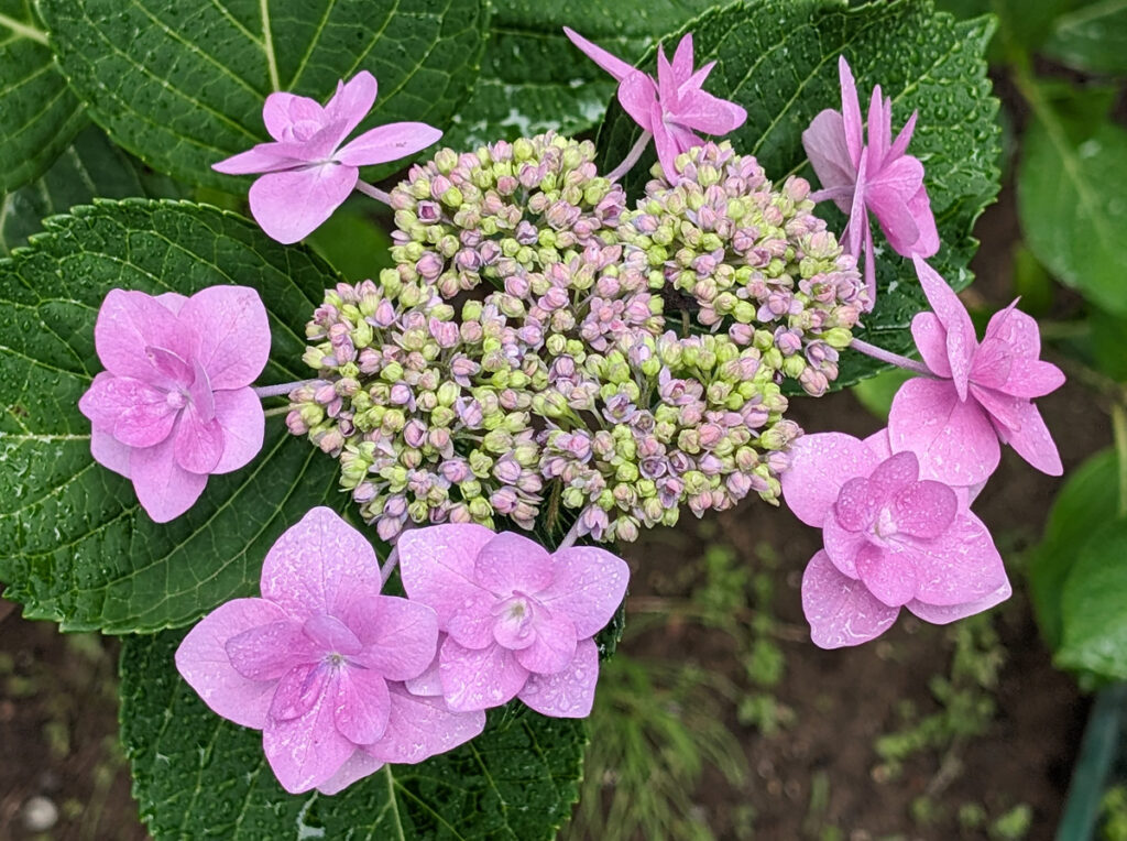 【幸せを呼ぶお姫様】幸せを運ぶピンク色の額アジサイ：淡いピンクの装飾花が、周囲を優しく照らしているよう。