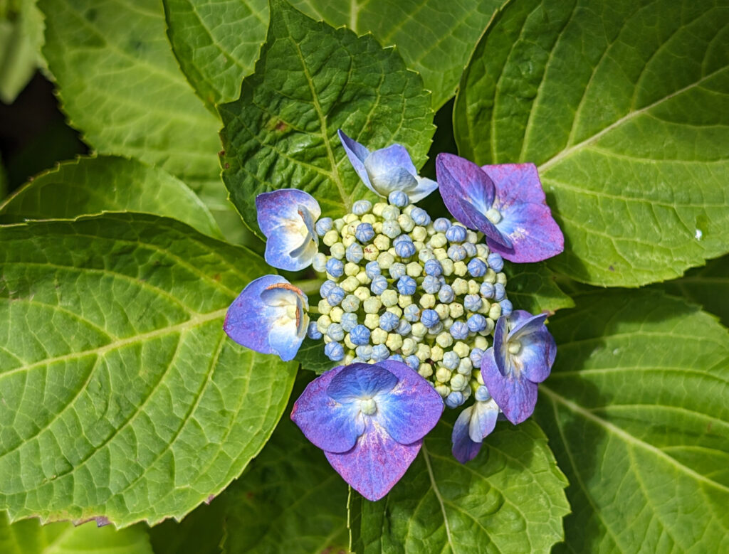 【星の王子様】青紫の額アジサイ：小さな星が散りばめられたような、ロマンチックな佇まい。