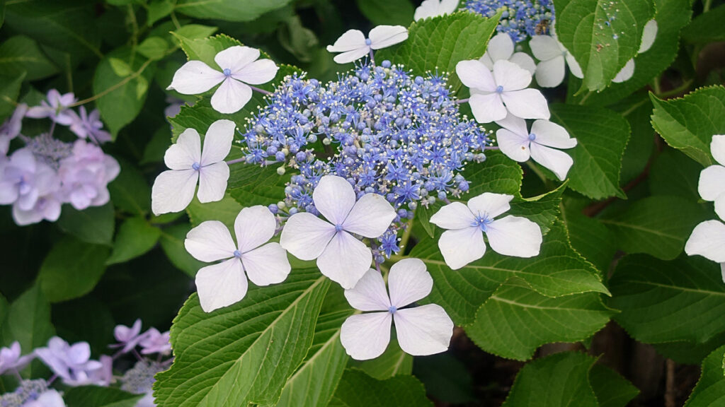 寛容な白】清らかで優しさに満ちた白いガクアジサイ。「寛大な心」という花言葉を体現するような美しさ。