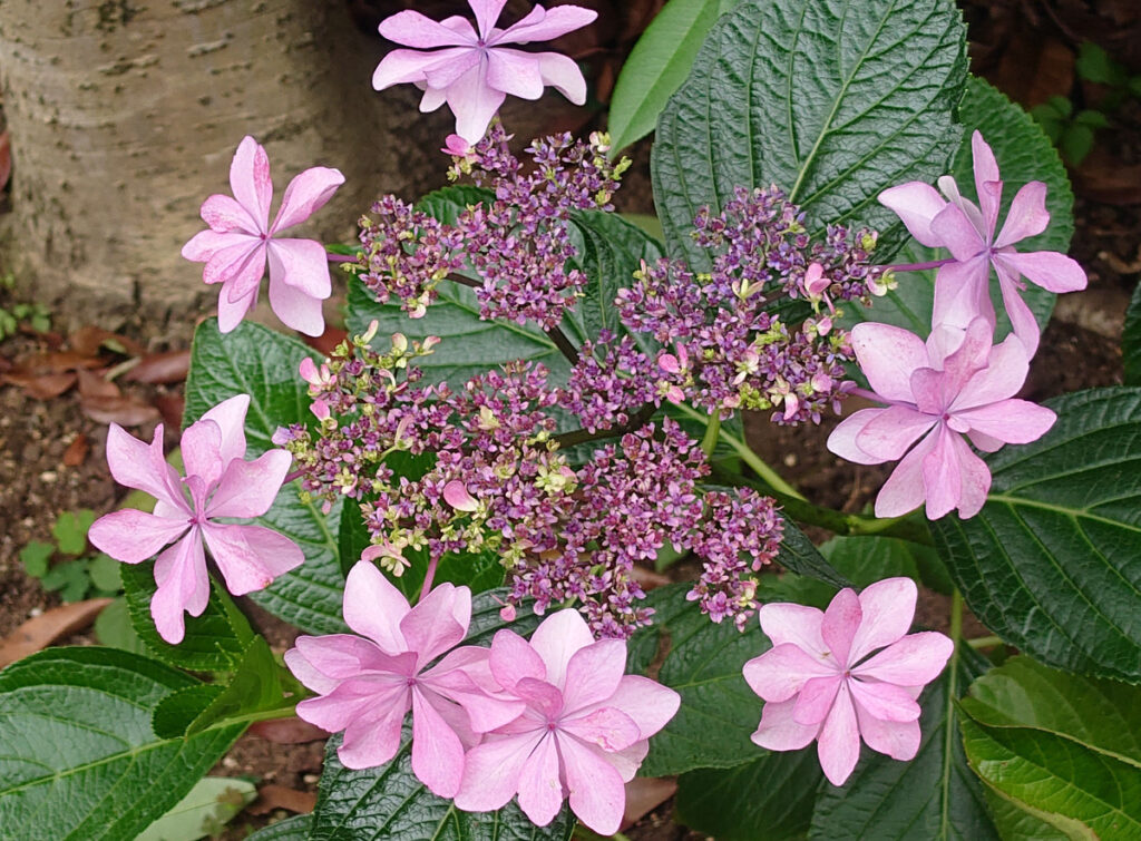 【元気なチアリーダー】 中央の青紫、そして、淡い赤紫の装飾花が囲み、溌剌とした少女のような可愛らしさ。