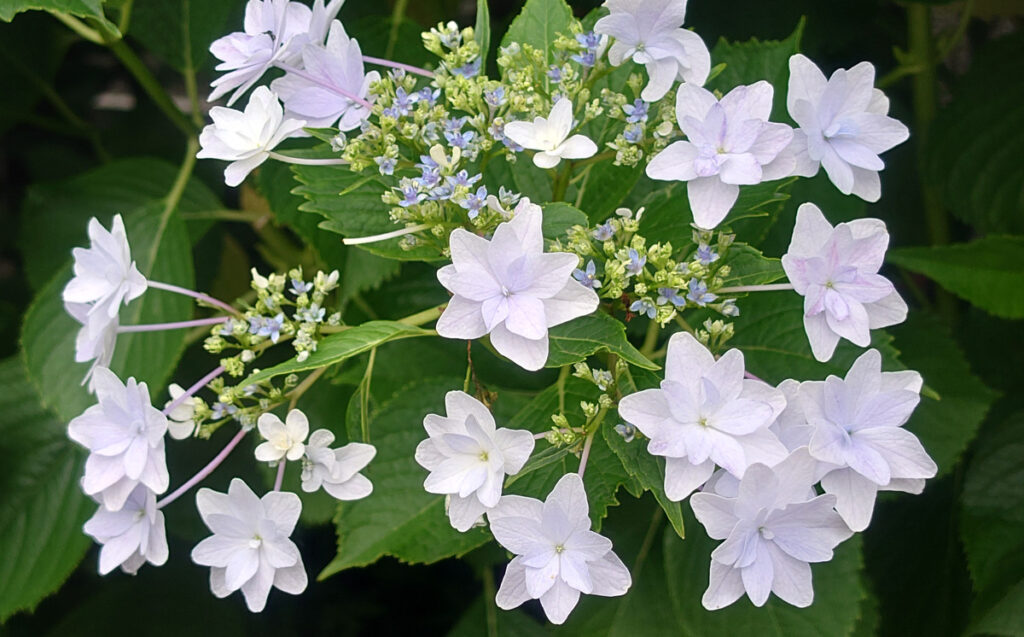 【夏の白い花火】夜空にパッと開いた花火のように、軽やかに散らばって咲いている。