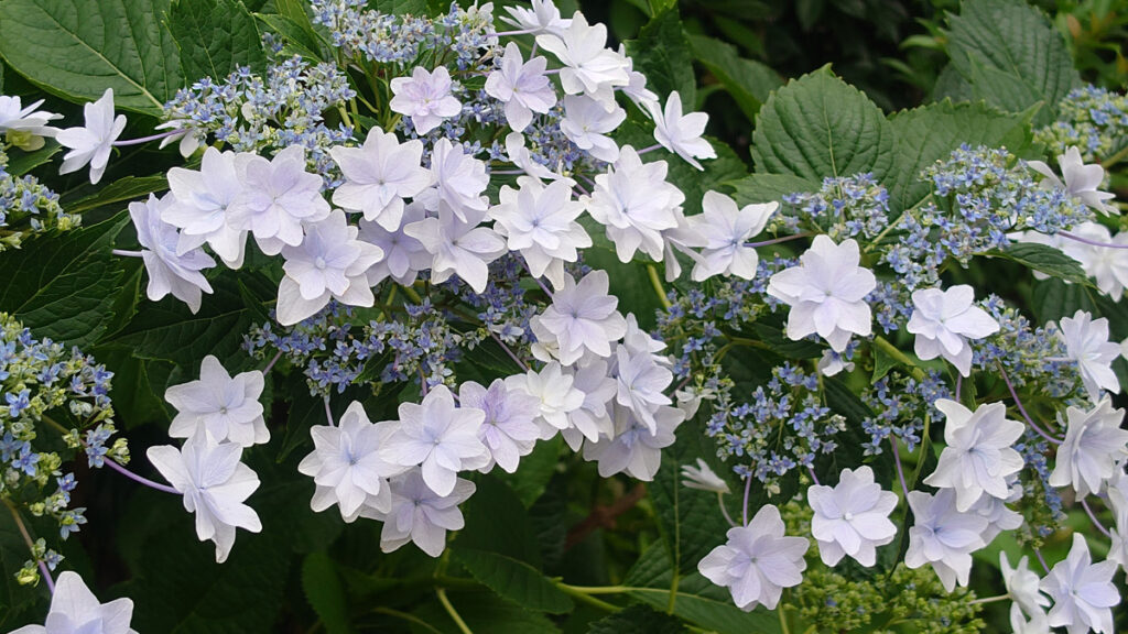 【ミルキーウェイ】銀河系のように流れる白い大きなガクアジサイ：広大な宇宙を思わせる、壮大なスケール感。