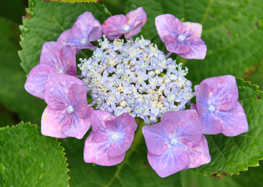 【高貴な舞踏会】気品のある青紫の額アジサイ：まるで知的な女性のような、落ち着いた青紫色。
