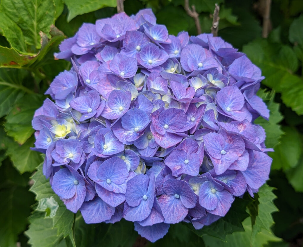 【ボリューミーな青】雨に濡れても形が崩れない、まん丸とした大きな青い手毬咲き。迫力満点のホンアジサイ。