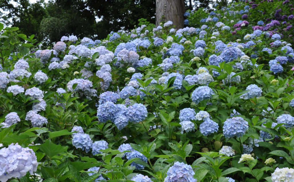【小さな青い山】 淡い青紫の花が密集し、丘のようにこんもりと咲き誇る、心和む風景。服部農園あじさい屋敷