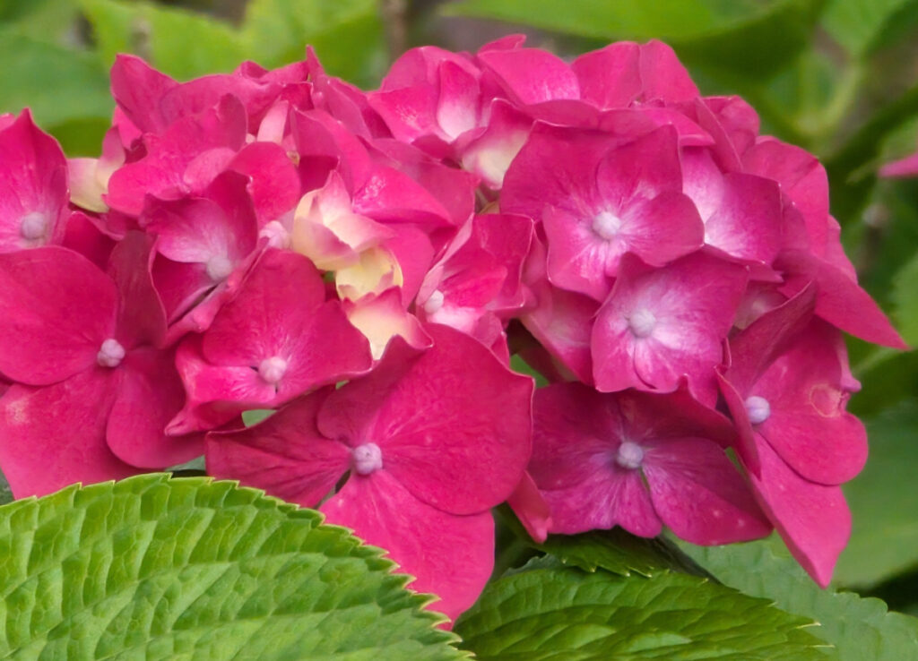 【情熱のルビー】 圧倒的な存在感を放つ、鮮やかで豪華な赤いホンアジサイ。見る人を惹きつけます。