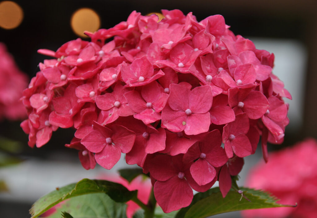 【気高き真紅】元気で存在感のある赤い豪華なホンアジサイ：圧倒的な存在感で、周りの景色まで明るくする鮮やかな赤。