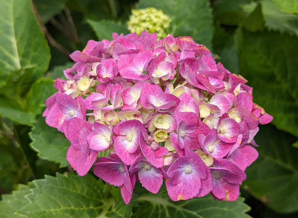 【ロイヤルドレス】赤紫色を中心の白でまるでお姫様のような上品さを持ったホンアジサイ：まるで貴族のパーティーにいるお姫様のドレスのよう。