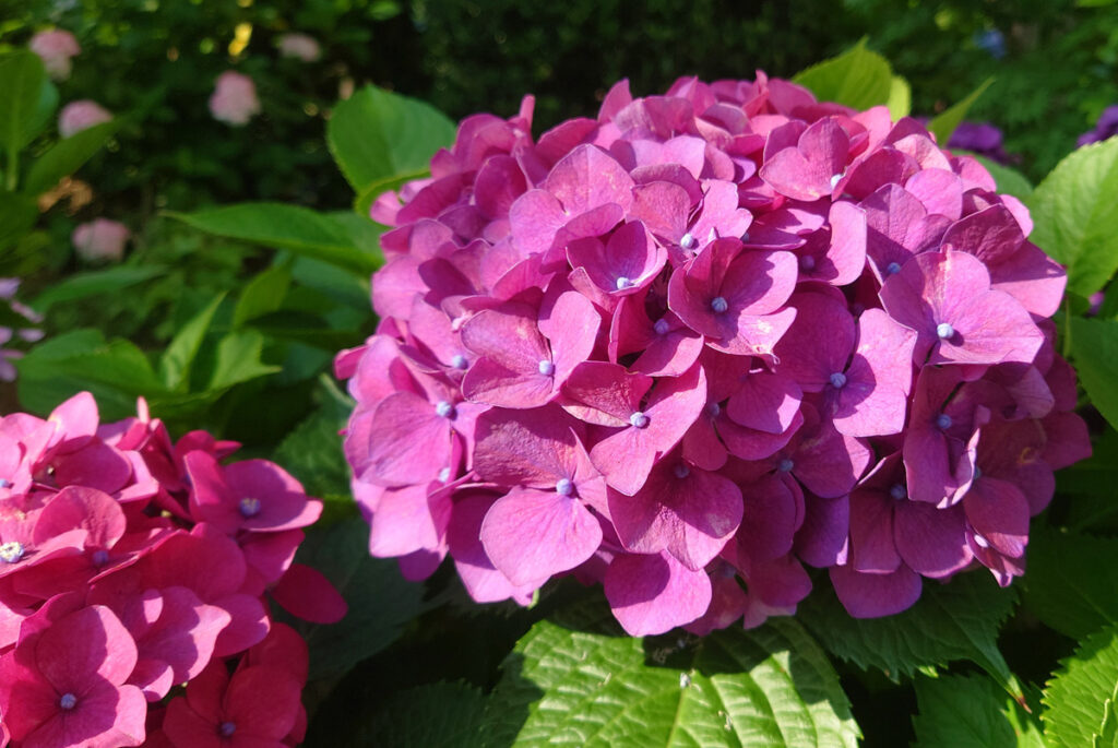 【優しいぼんぼり】赤紫色が光を浴びて、ふんわりとした「ぼんぼり」のような温かい優しさを演出しています。