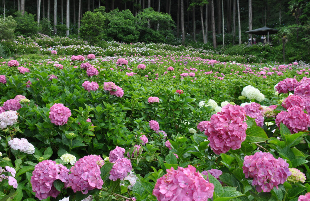 【無限のパノラマ】 見渡す限りアジサイ、アジサイ。まさに「あじさい屋敷」の名にふさわしい絶景です。