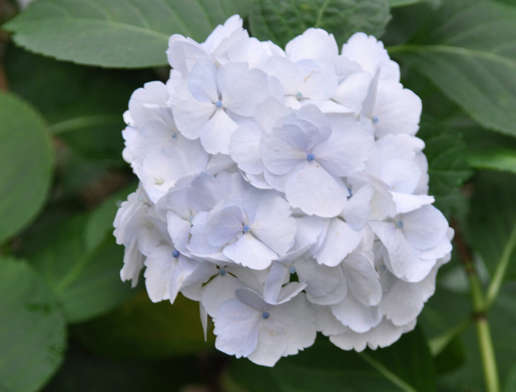 【寛容の美】まん丸な白い清楚なホンアジサイ：雨上がりの空気に映える、汚れを知らない純白の美しさ。