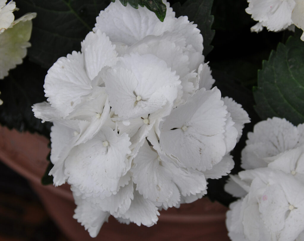 【フリルな舞踏会】 花びらの縁にフリルがついた品種。風に揺れる姿は、優雅に踊るドレスのようです。