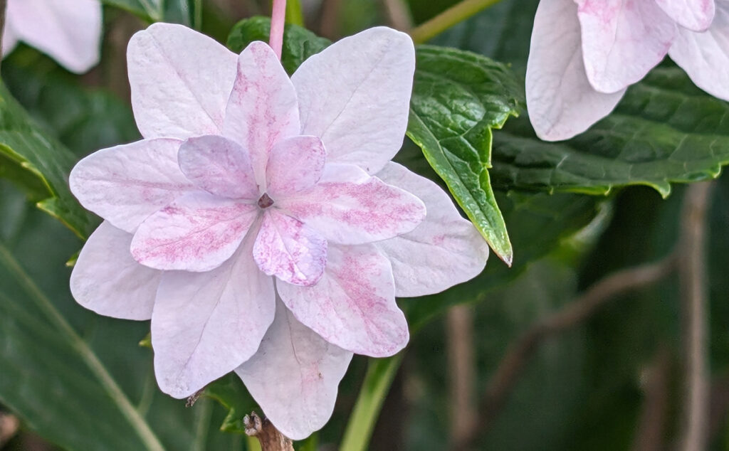 【ゴージャスなパーティー】白いミニドレスのようなヤマアジサイ：装飾花が幾重にも重なり、息をのむような美しさ。