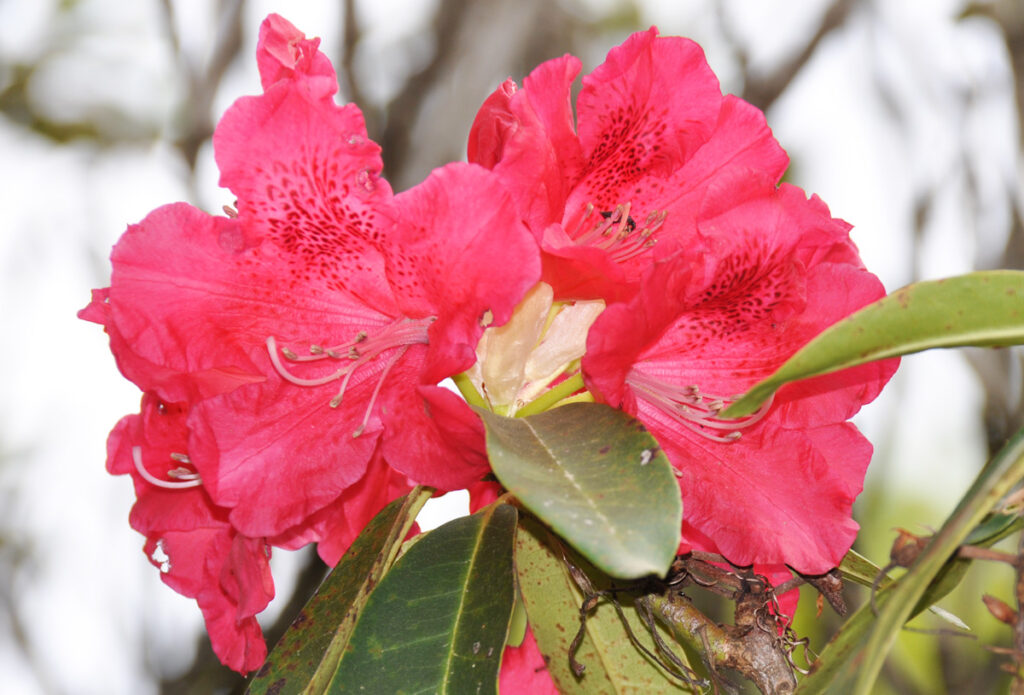 愛らしい舞妓さんの髪飾りにしたいような、鮮やかさです。