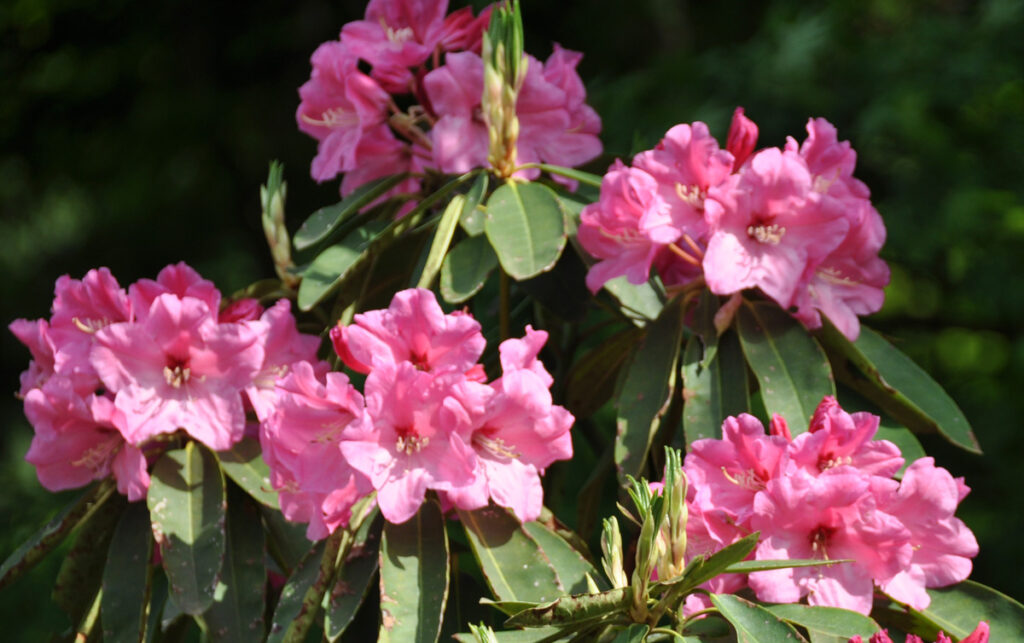 少女たちが集まって、コーラスをしているような雰囲気。一輪一輪が顔を寄せ合って咲く姿が、まるで歌声が聞こえてきそうなほど愛らしい。