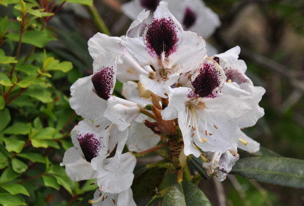白い花びらの中に濃い紫の斑点。平安の都の貴族のような、高貴な色彩の組み合わせ。