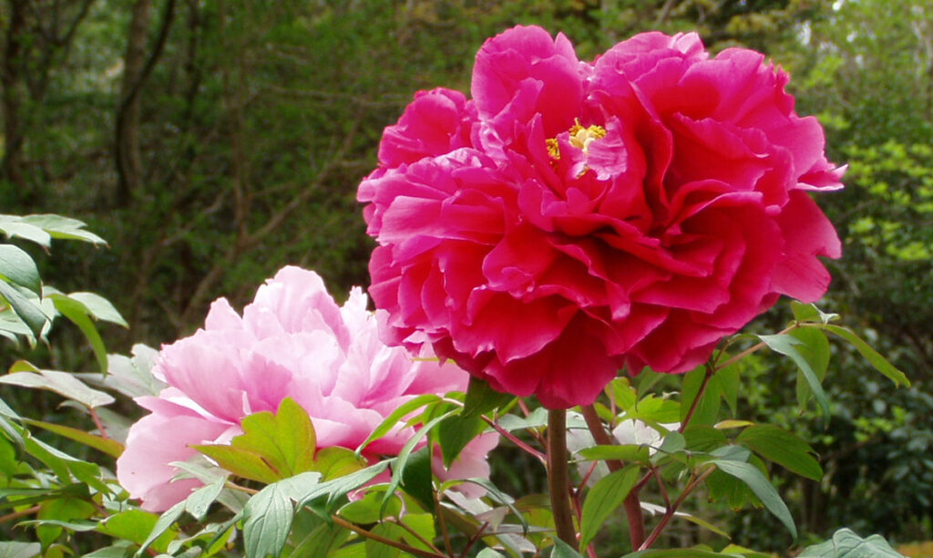 赤いシャクナゲ
ひと際、美しく咲き誇る様子は、まさに公園の主役!