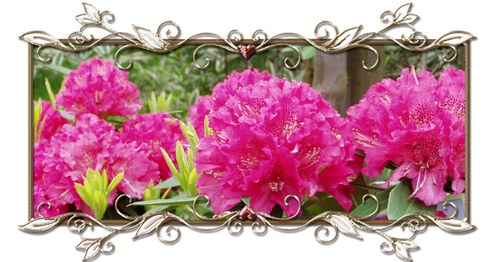 【西洋シャクナゲ】花が巨大で豪華。鮮やかな赤や濃紫、黄色がかった色が多く、非常にバリエーションが豊かです。