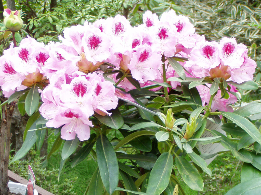 わず笑顔になる一輪 「花の真ん中は赤紫。開いた花びらは白い。まるでいちご大福のような愛らしさ。心が和みます。