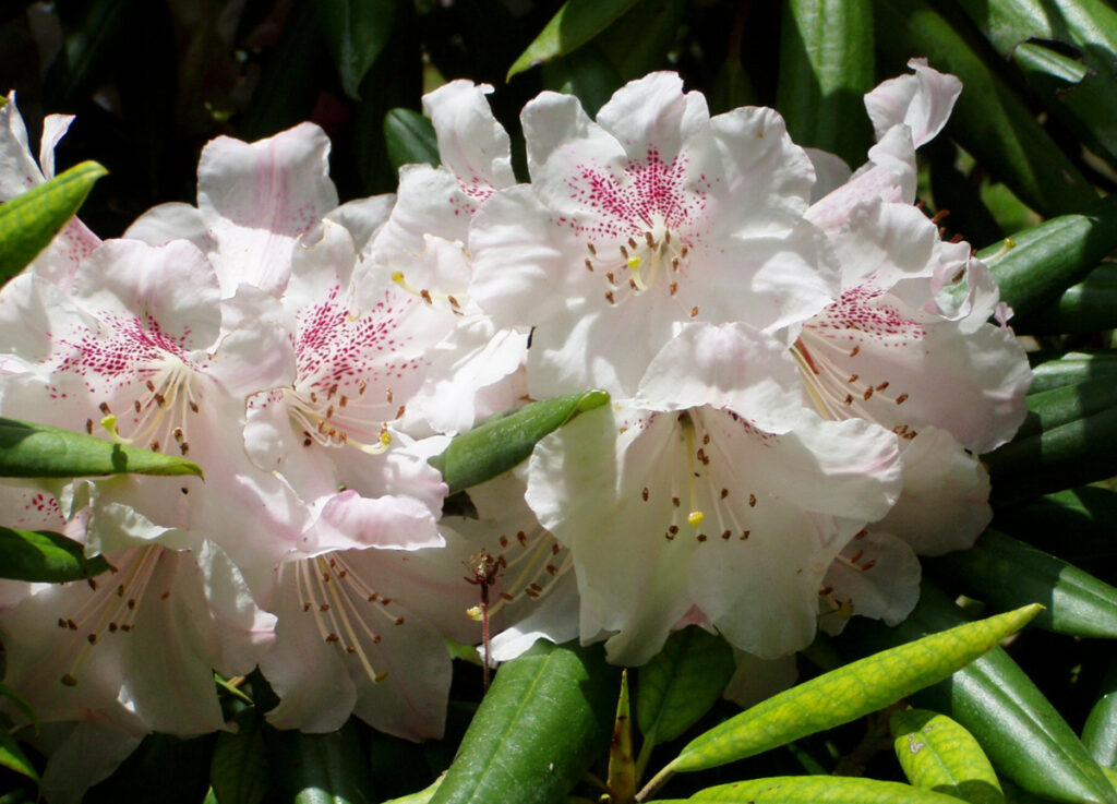 白い清純さそのもの。光が当たるところは透明感があり、陰影がとても美しい!