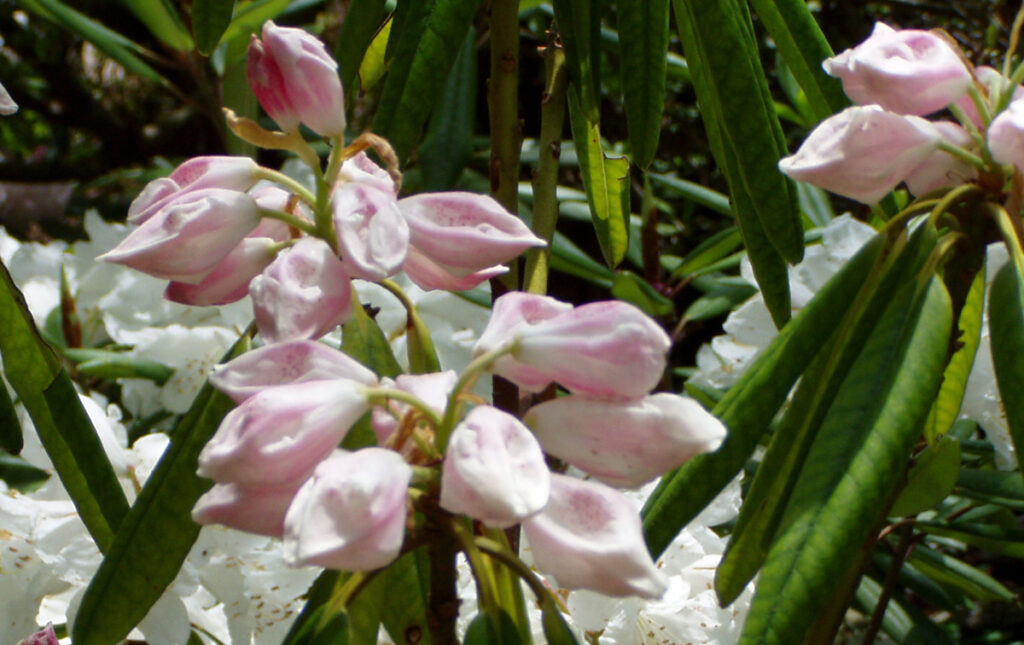 【ホソバシャクナゲ】葉が細く、高山などの厳しい環境に自生する。背丈が低く、枝が横に広がる。暑さに弱い。