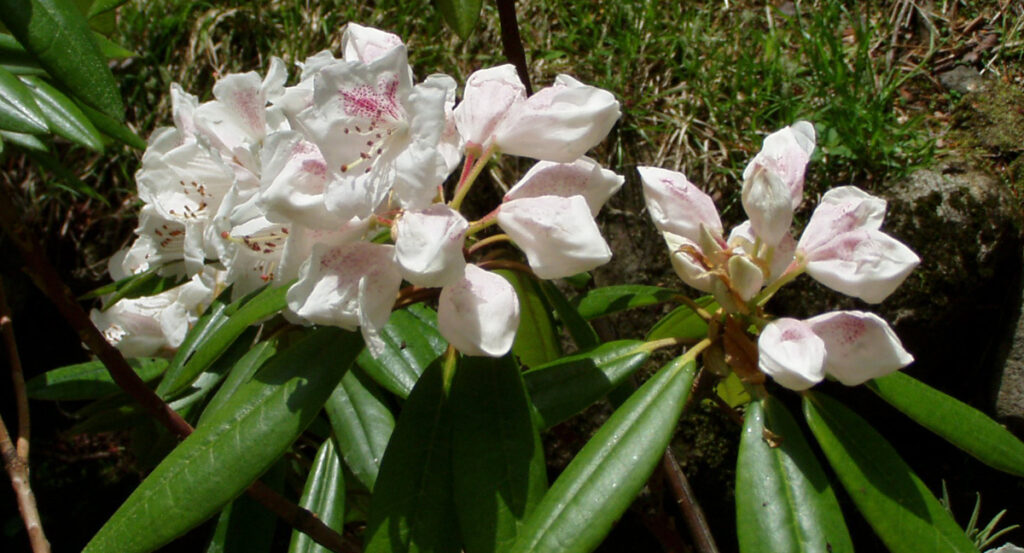 白いシャクナゲ
愛らしいつぼみと5月の光を浴びて輝く光沢の葉