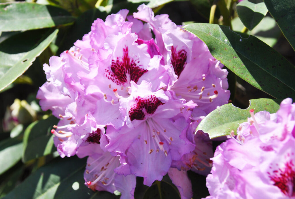 淡い紫色の高貴な色のシャクナゲ、「ブルーピーター」。青というより、パープルな色合いが大人っぽく魅力的です。