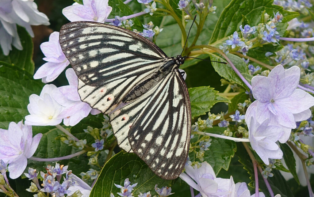 【蝶と花の共演】 優雅なアカボシゴマダラが、清楚な白いアジサイの蜜を楽しむ、平和なひととき。