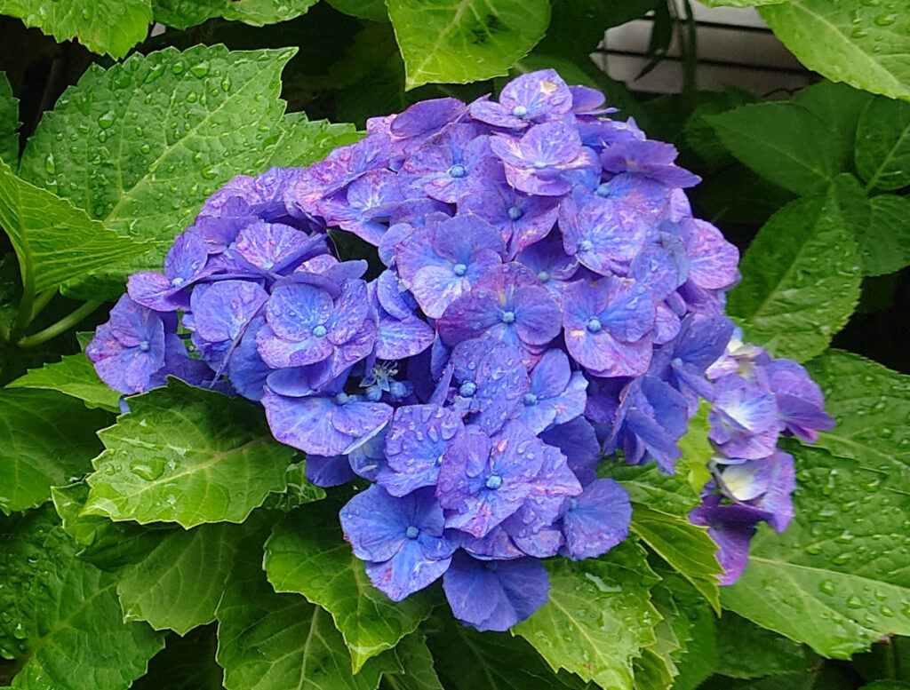 【宇宙から見た地球】青くボリュームのあるホンアジサイ：雨粒を弾きそうなほど、力強い青。勢いがありますね。