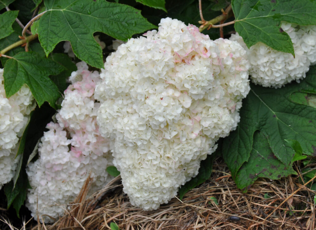 【カシワバアジサイ】慈愛、清純、汚れなき心とか、とてもポジティブな意味合いのある花言葉を持つアジサイ。古来から日本に存在したといわれています。