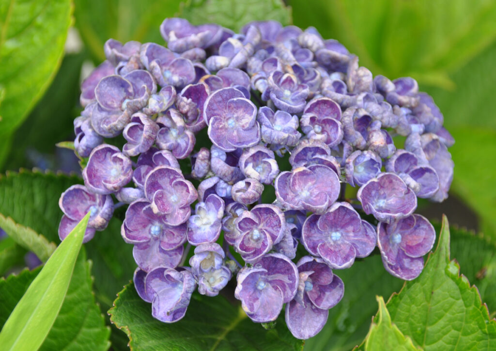 ハイドランジア】西洋アジサイ遠い異国を経由して、故郷に戻ってきたアジサイ。その歴史を知ると、一層愛おしくなります。