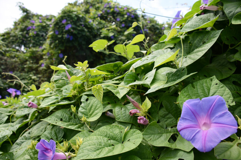 4. 勝浦灯台:リアス式海岸の安全そして無事の帰還を願う