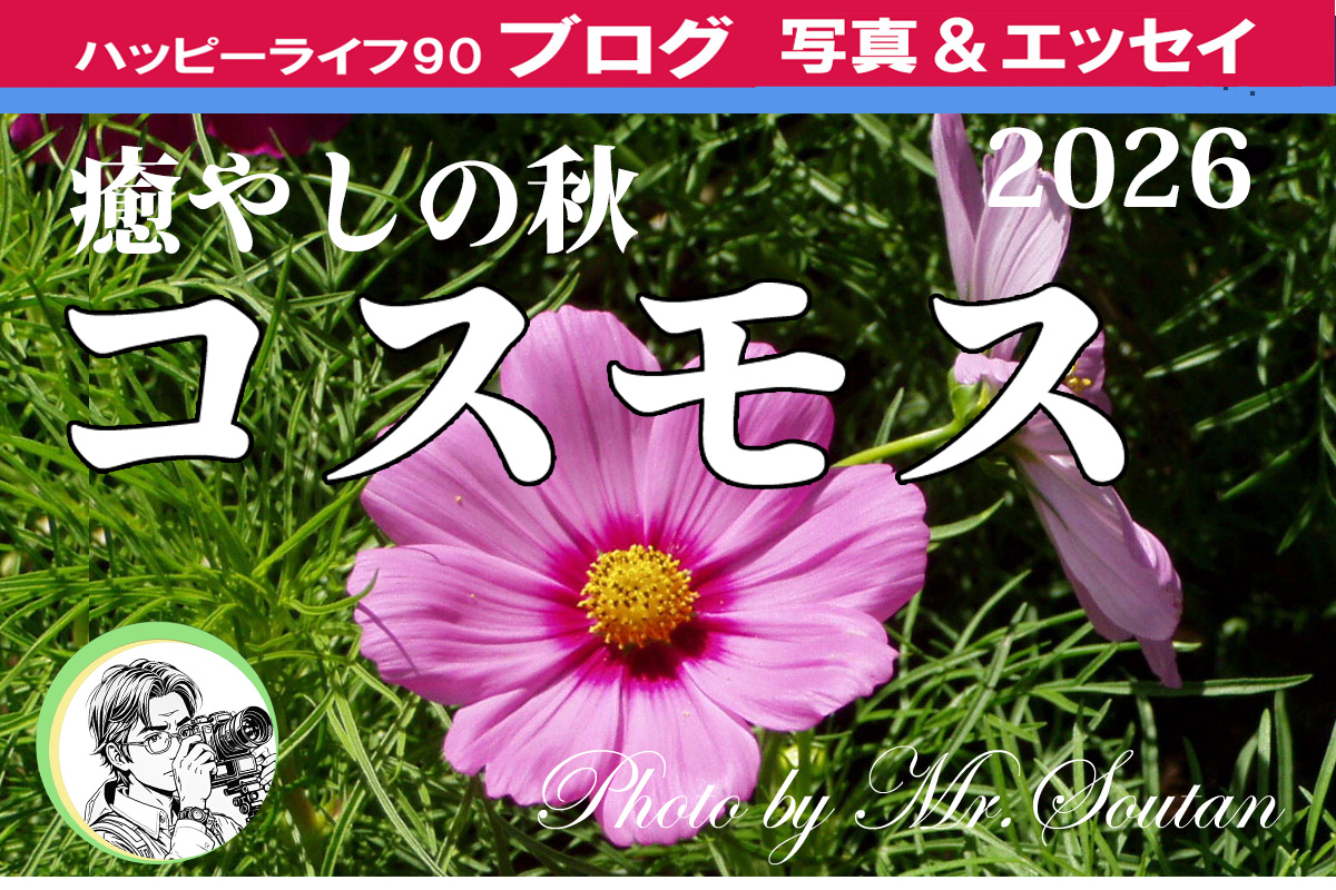 風に揺れるコスモス後半