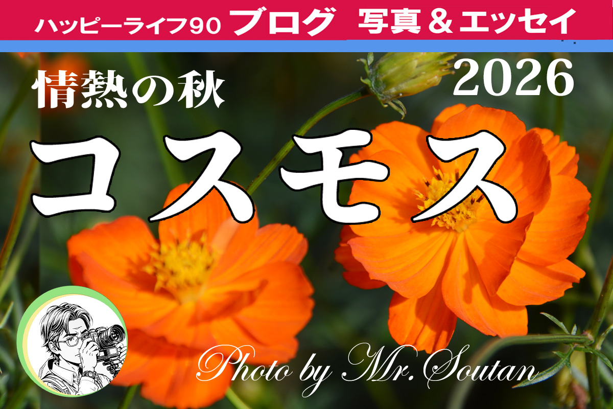 力強い生命力のあるキバナコスモスや赤いコスモス