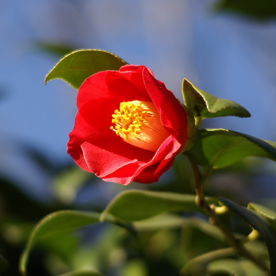 氷室椿庭園の椿 図鑑＆歴史探訪