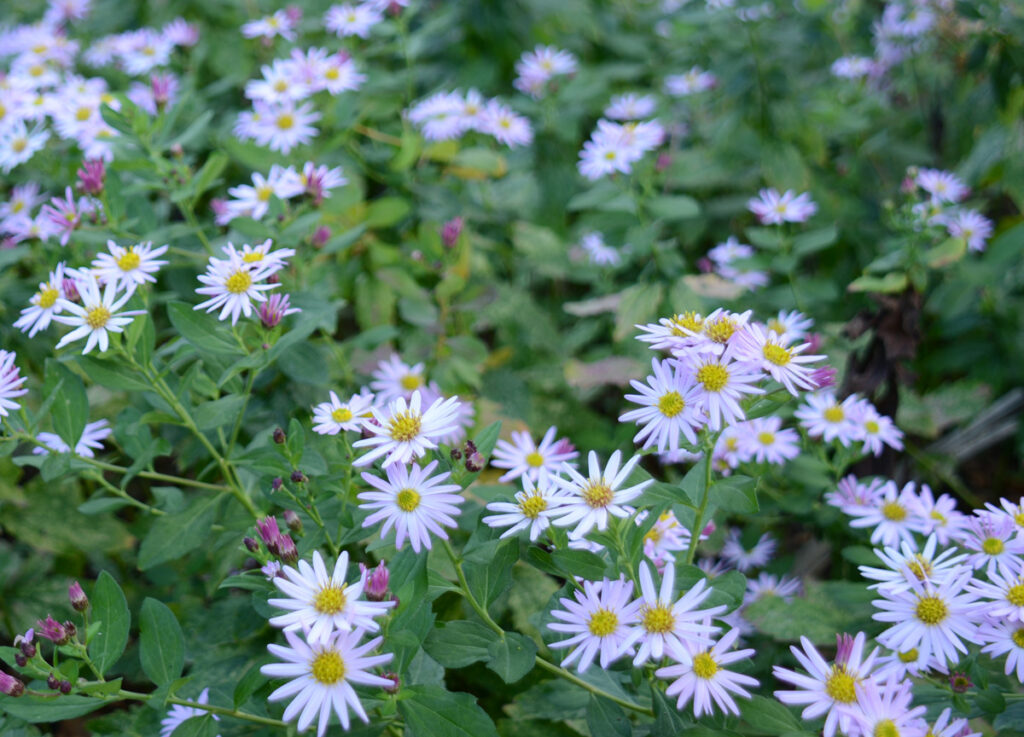 野菊ノコンギク：素朴で純粋な美しさ