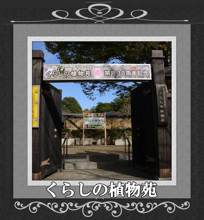 国立歴史博物館古典菊特別展