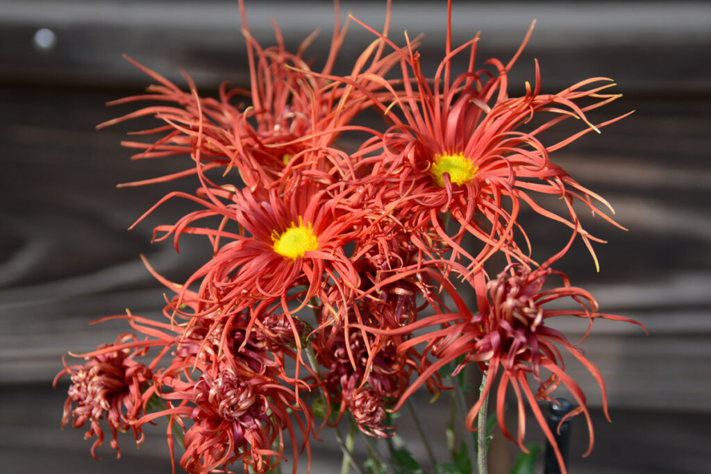 嵯峨菊実生：高貴で気高い雰囲気